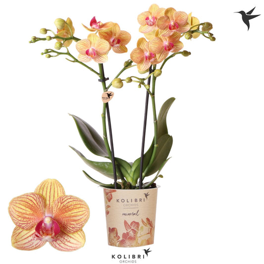 Phalaenopsis Jamaica 40cm 9cm Pot