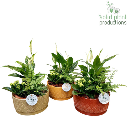 SP009 Sarah Jungle Spathiphyllum 36cm 19cm Pot