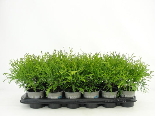 Chamaecyparis Filifera Aurea 13cm 9cm Pot