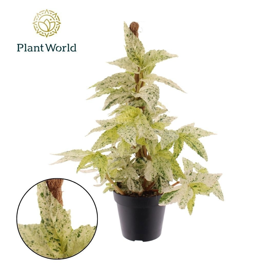 Pellionia repens Variegata 40cm 12cm Pot