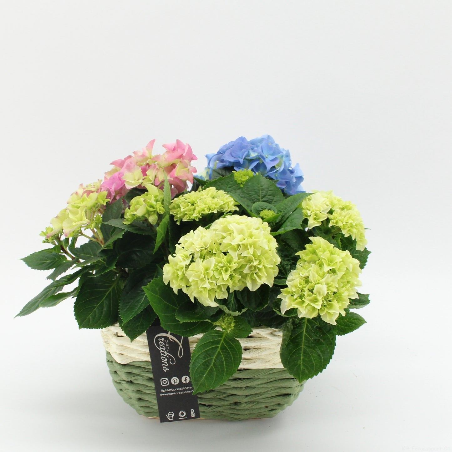 KHCR-2620 Hydrangea creatie 35cm 21cm Pot