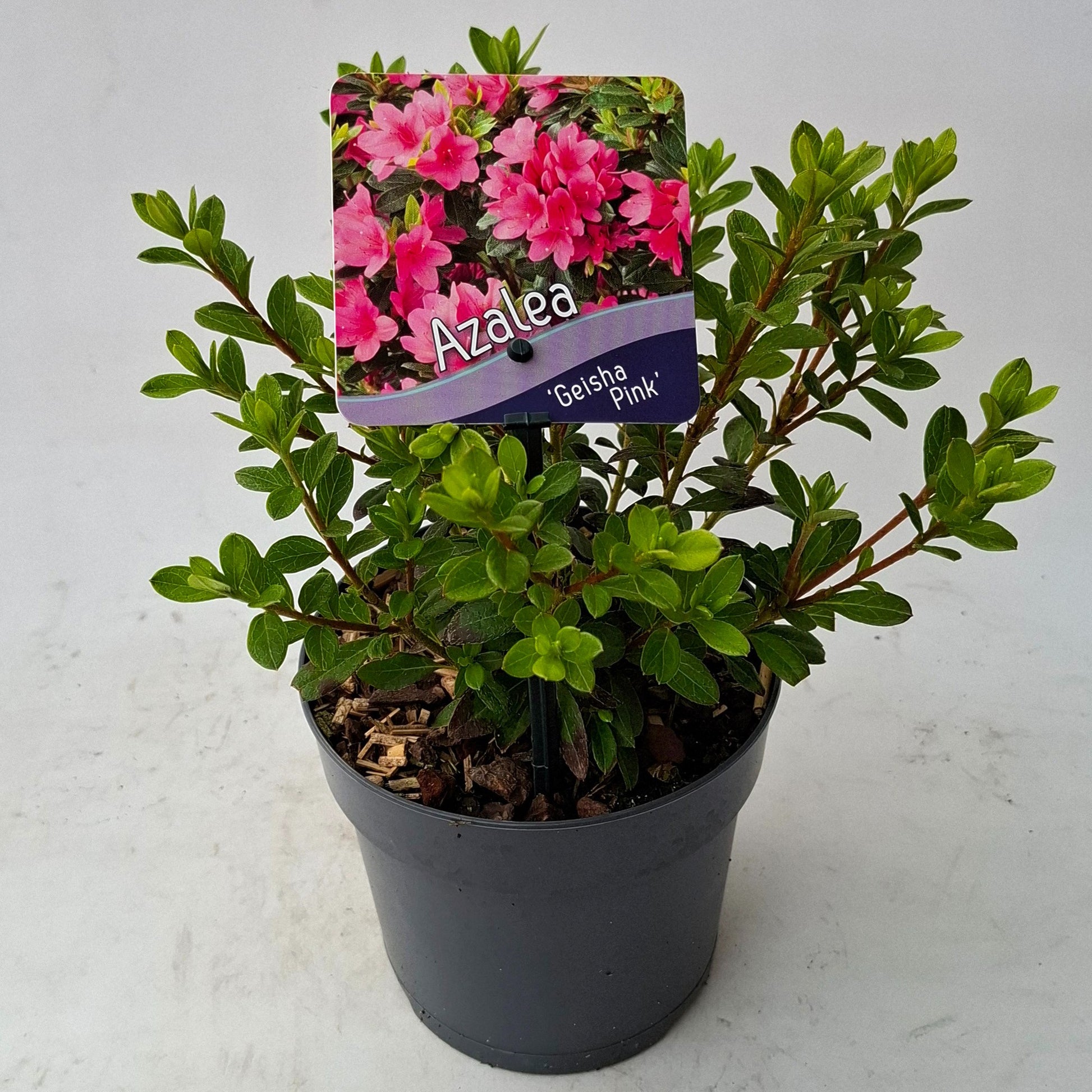 Rhododendron Geisha Pink 15cm 13cm Pot