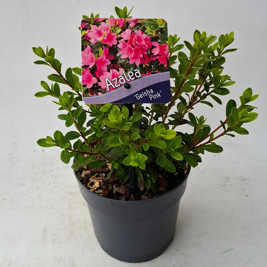 Rhododendron Geisha Pink 15cm 13cm Pot