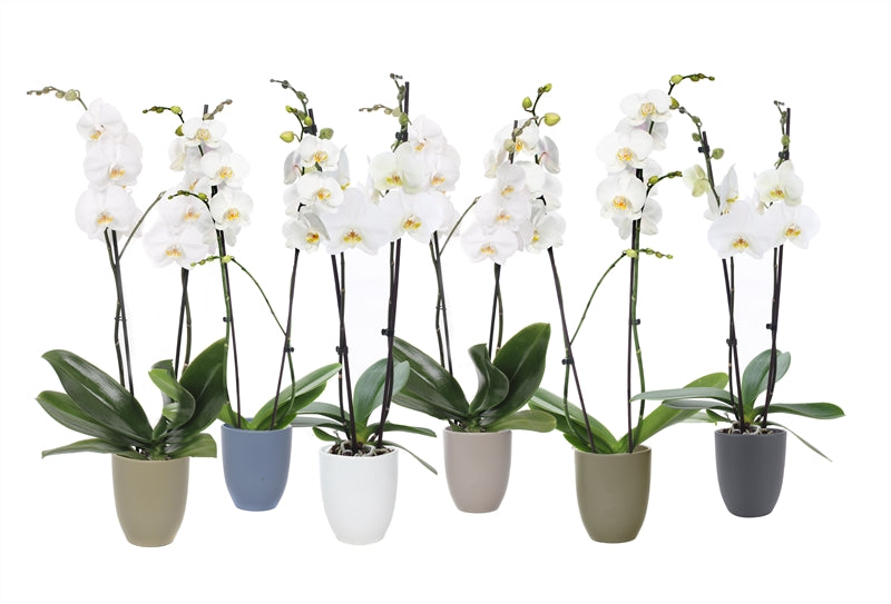 Phalaenopsis white 55cm 12cm Pot