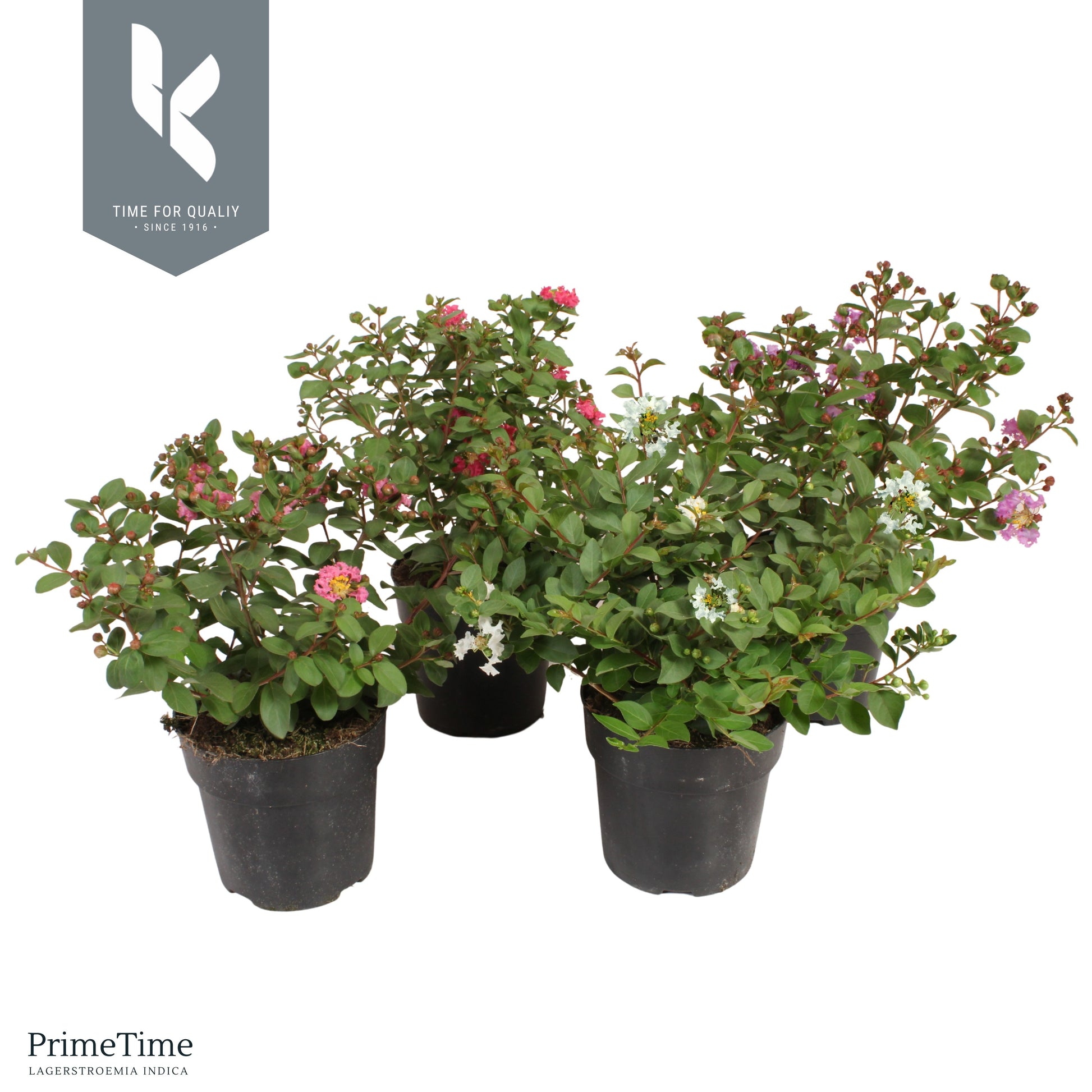 Lagerstroemia indica 45cm 15cm Pot