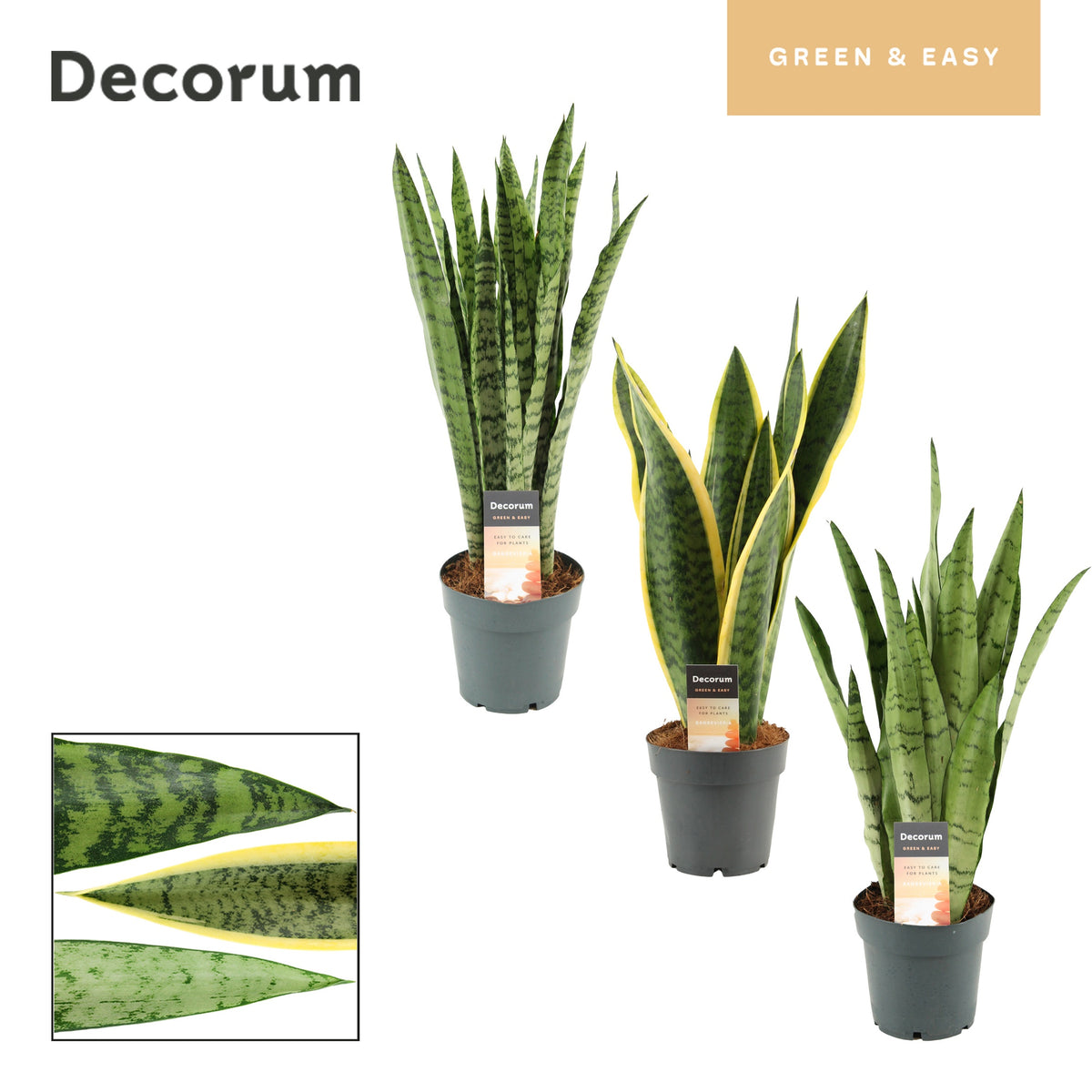 Sansevieria trifasciata 57cm 14cm Pot