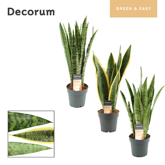Sansevieria trifasciata 57cm 14cm Pot
