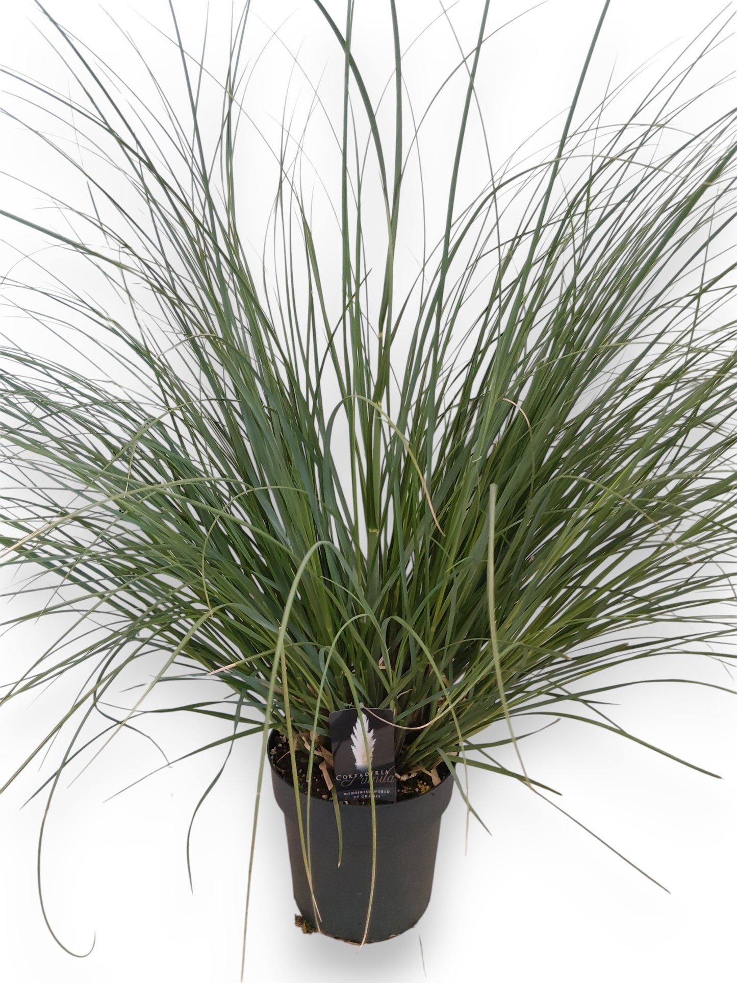 Cortaderia sellona Pumila 120cm 27cm Pot