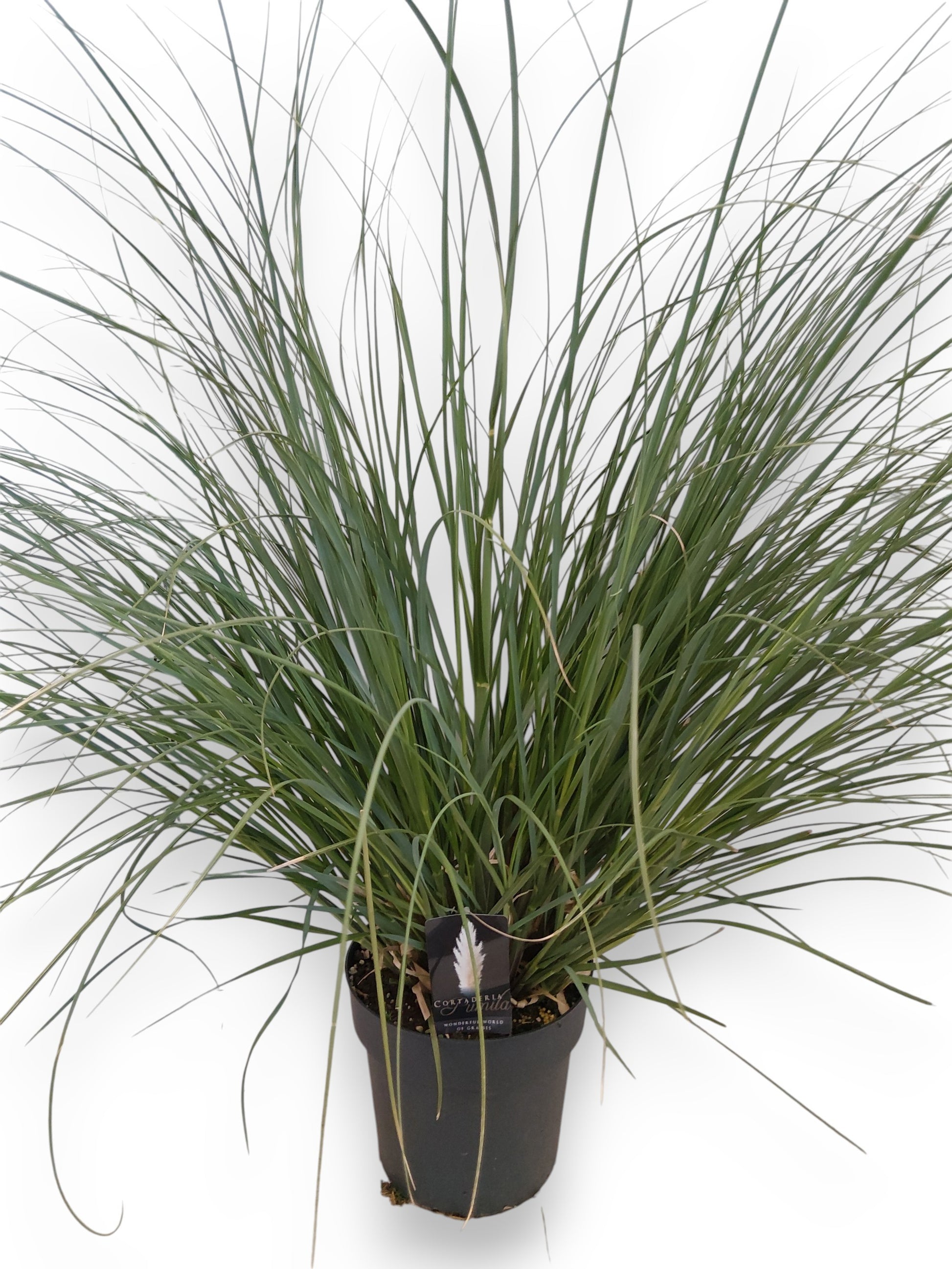 Cortaderia sellona Pumila 120cm 27cm Pot