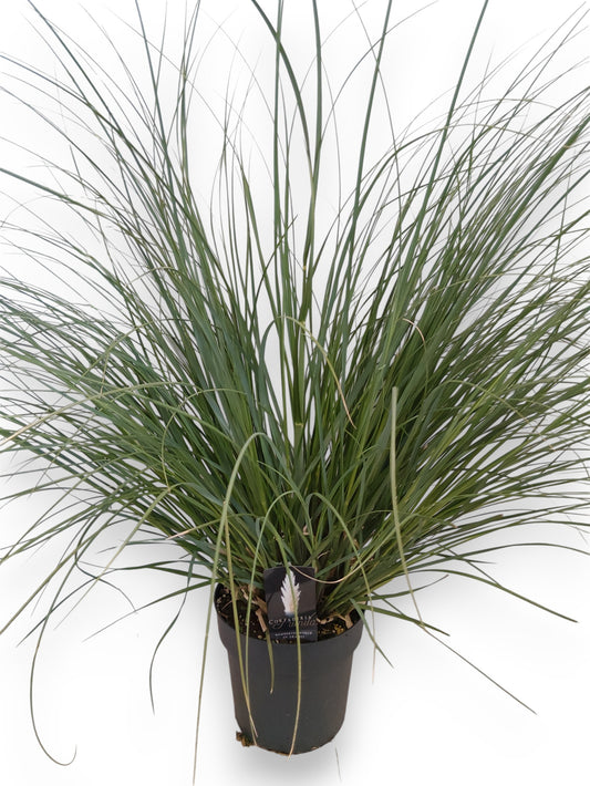 Cortaderia sellona Pumila 120cm 27cm Pot