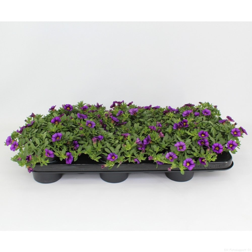 Calibrachoa Minifamous Purple 20cm 510cm Pot