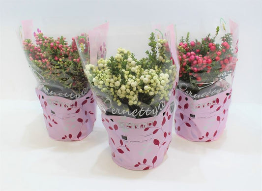 Gaultheria mucronata 25cm 17cm Pot