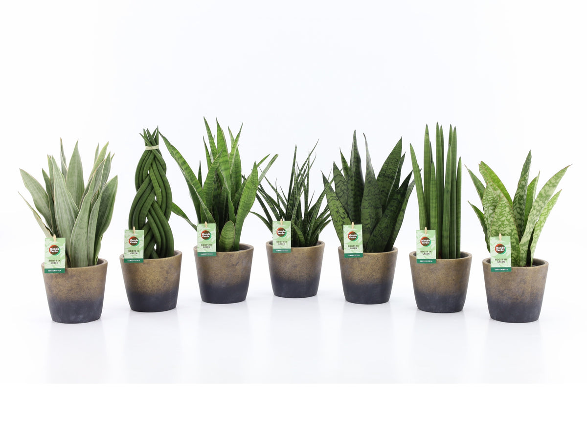 Foliage houseplants mix 35cm 13cm Pot