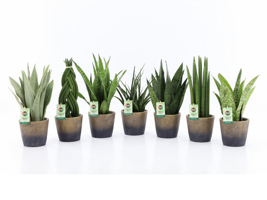 Foliage houseplants mix 35cm 13cm Pot