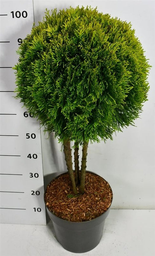 Thuja occidentalis 100cm 32cm Pot