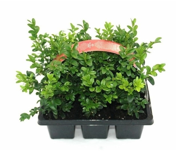 Buxus sempervirens ball 30cm 1cm Pot