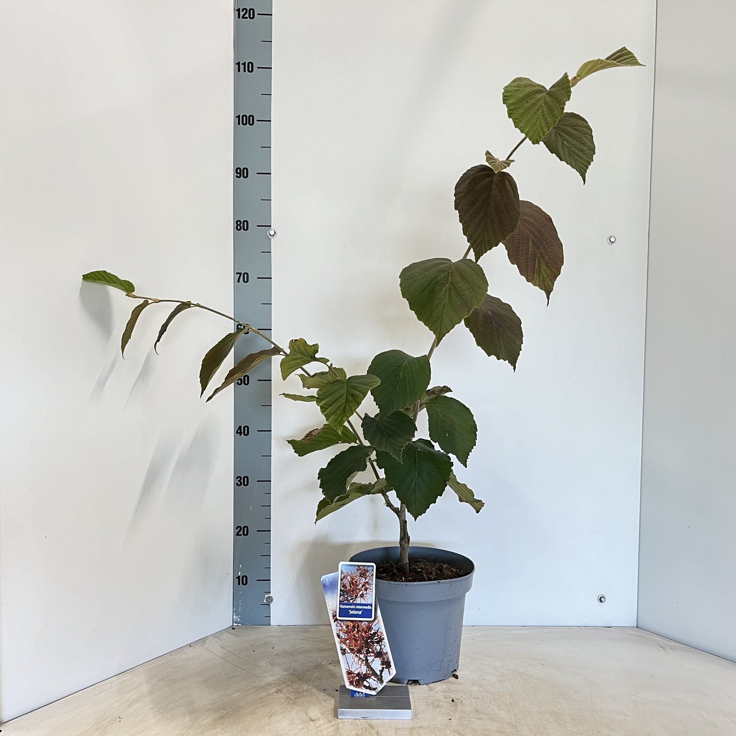 Hamamelis int. Jelena 70cm 23cm Pot