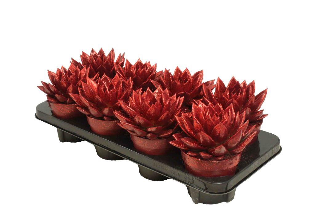 Echeveria Miranda 15cm 12cm Pot