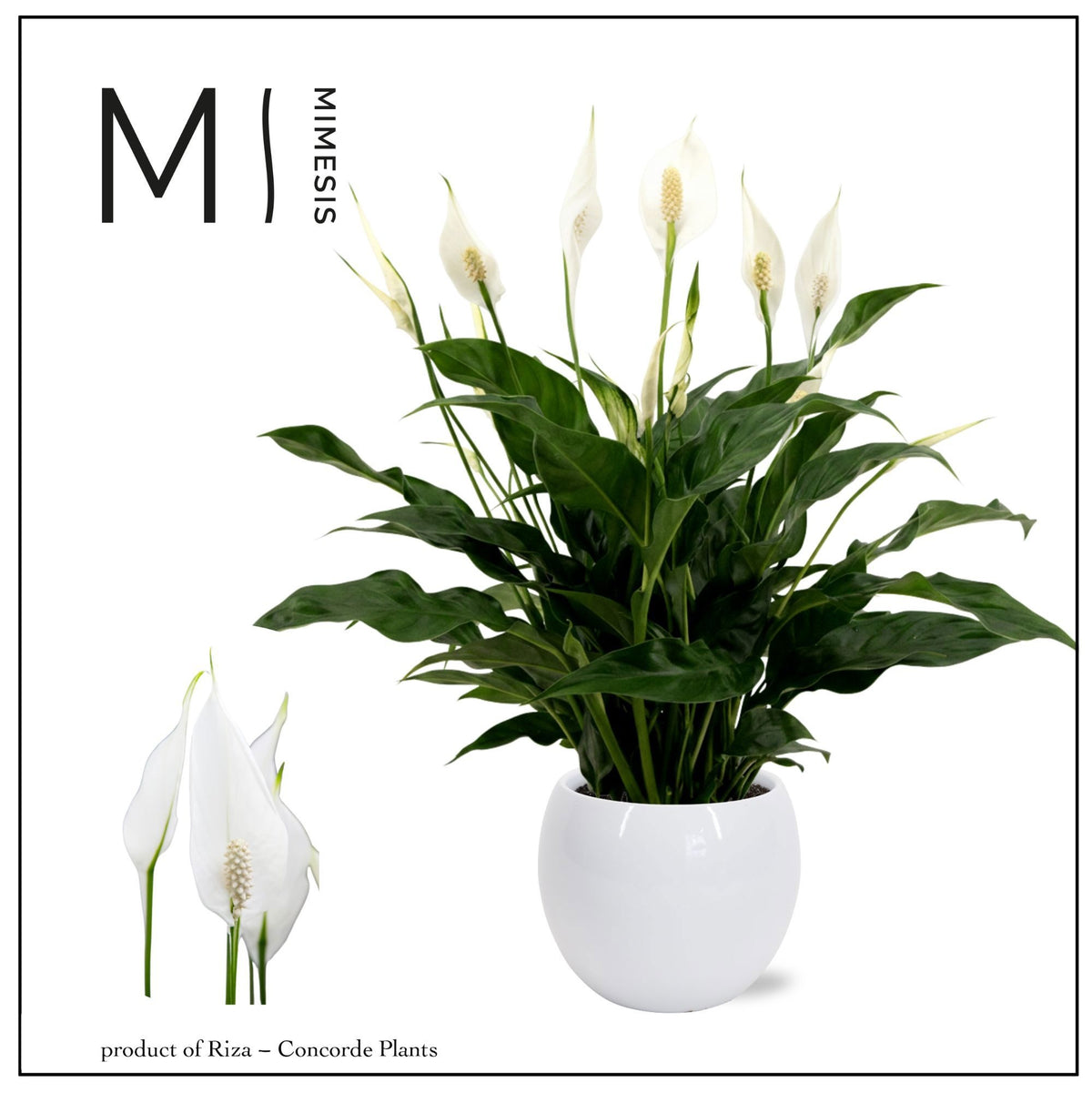 Spathiphyllum Sweet Curiosa 50cm 13cm Pot