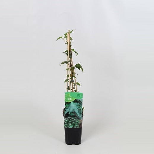 Hedera helix Green Ripple 14cm Pot