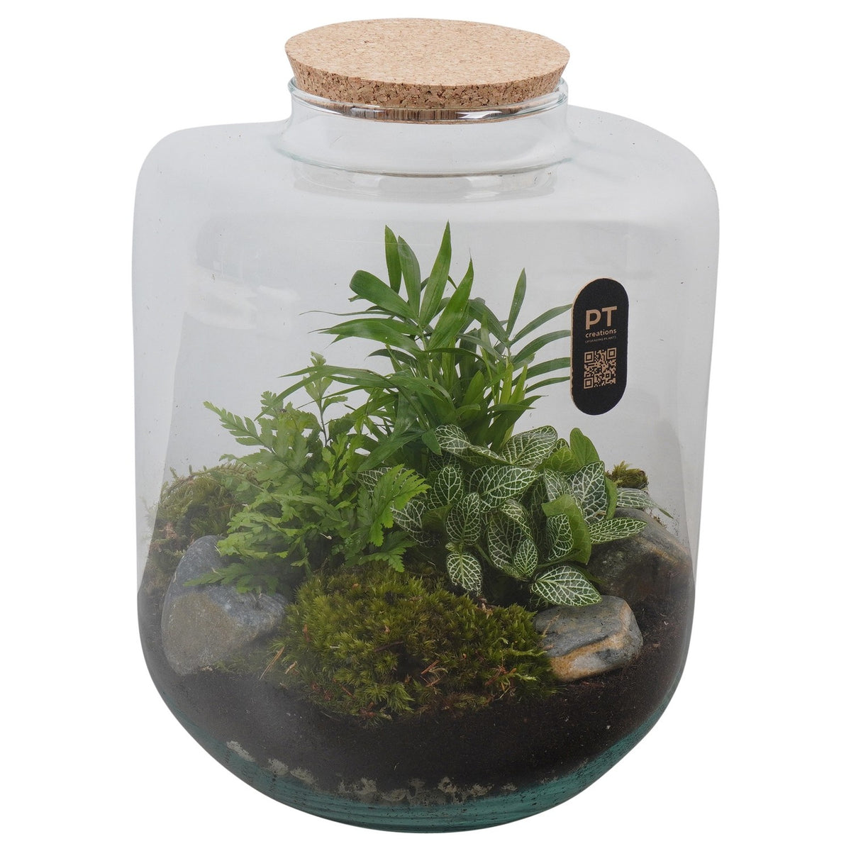 Indoor green arrangement 30cm 22cm Pot