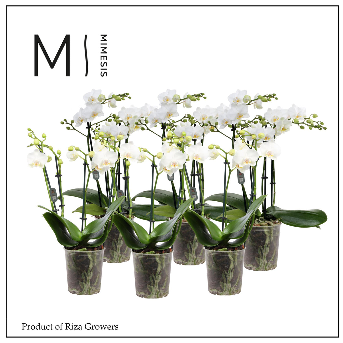 Phalaenopsis multiflora white 50cm 12cm Pot