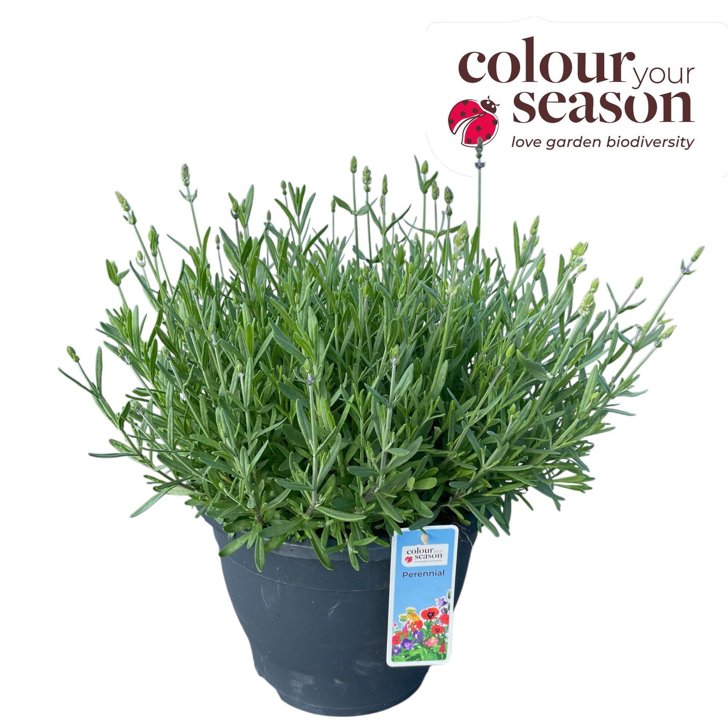Lavandula angustifolia 50cm 26cm Pot