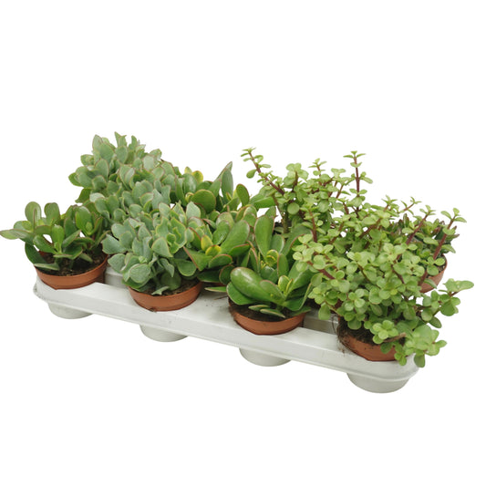 Crassula mix 20cm 10.5cm Pot