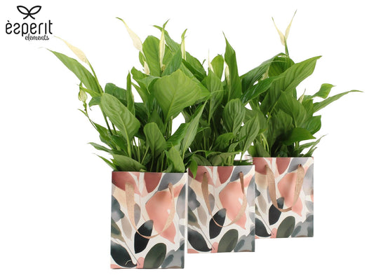 Spathiphyllum Torelli 45cm 12cm Pot