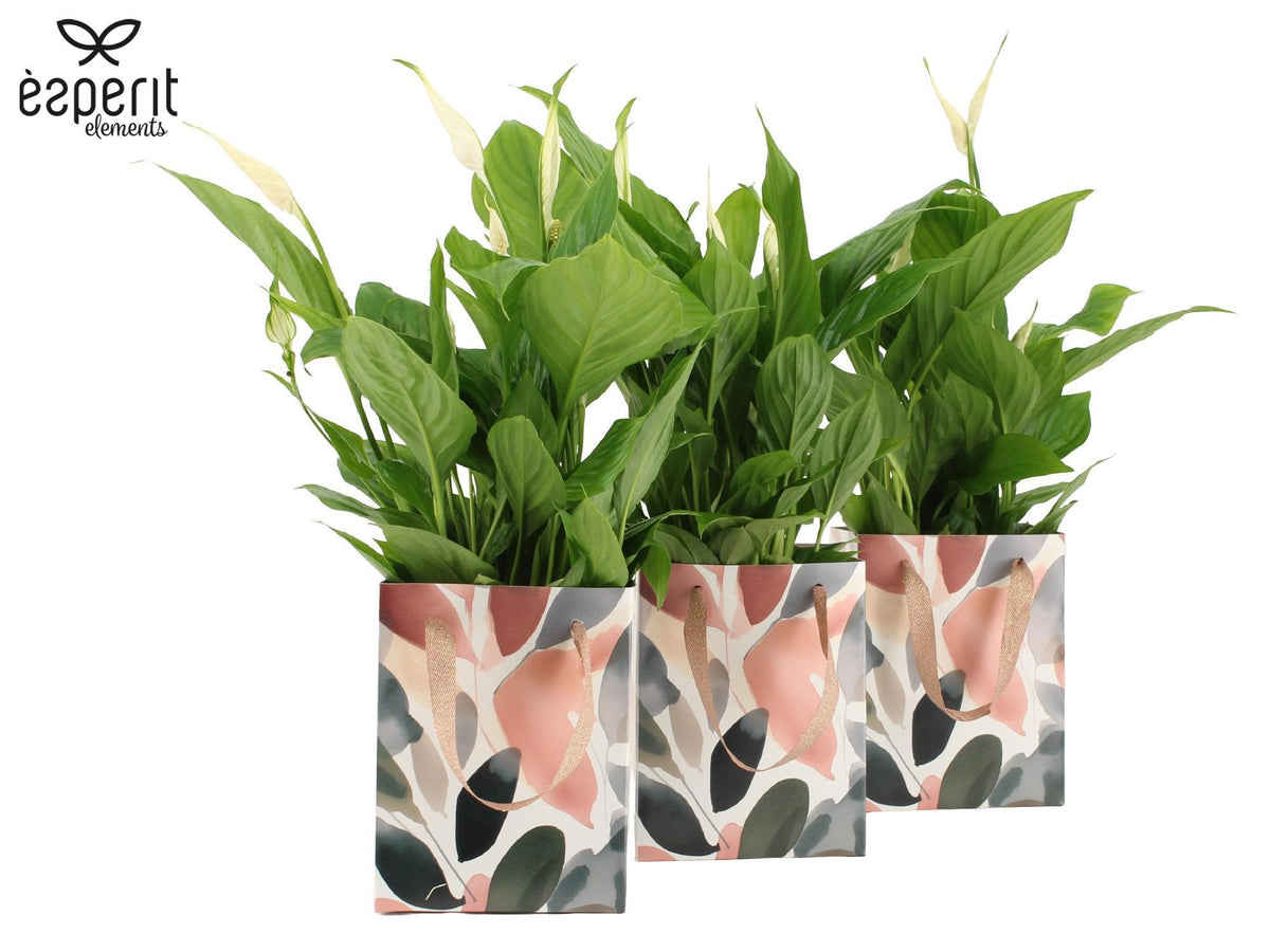 Spathiphyllum Torelli 45cm 12cm Pot
