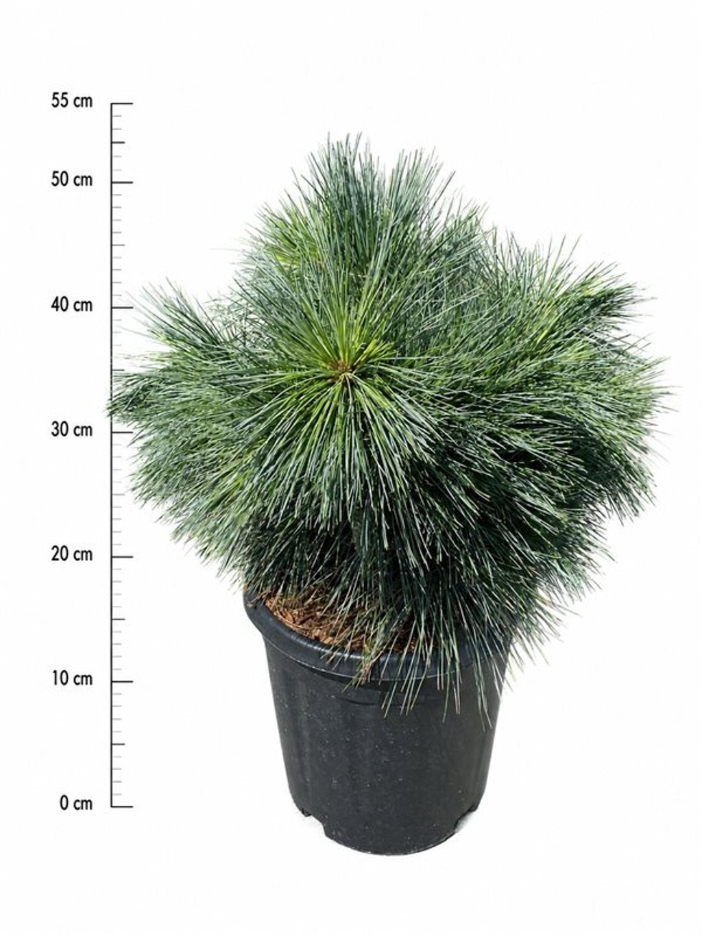 Pinus hybrid 55cm 32cm Pot