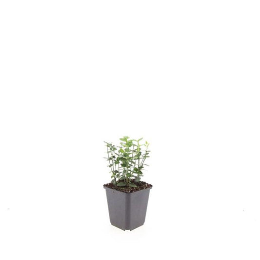 Euonymus Radicans 15cm 9cm Pot