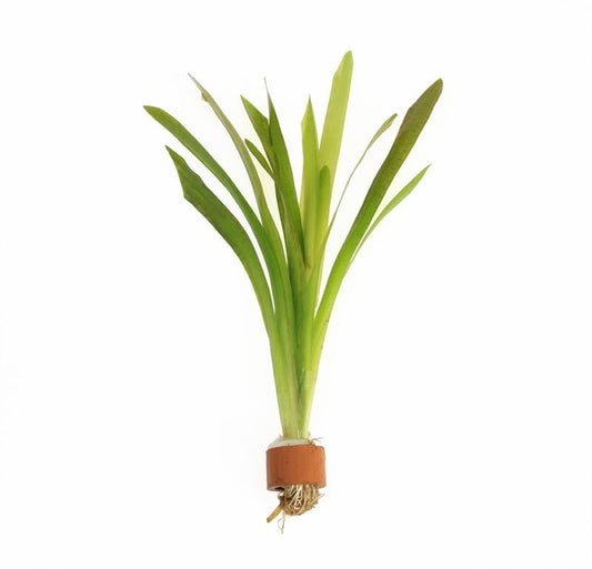 Vallisneria asiatica 5cm 2cm Pot