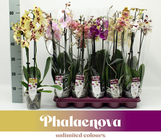 Phalaenopsis mix 60cm 12cm Pot