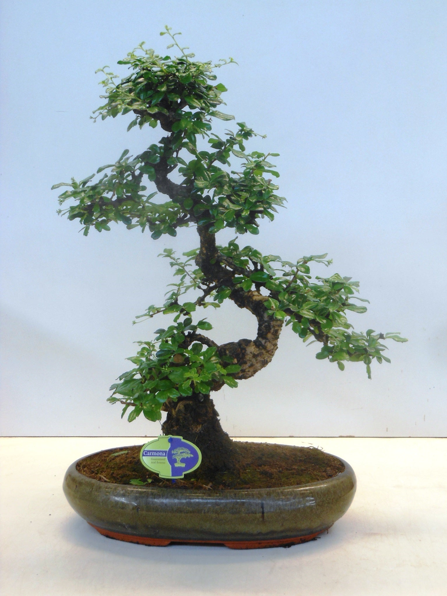 Carmona Bonsai 50cm 39cm Pot