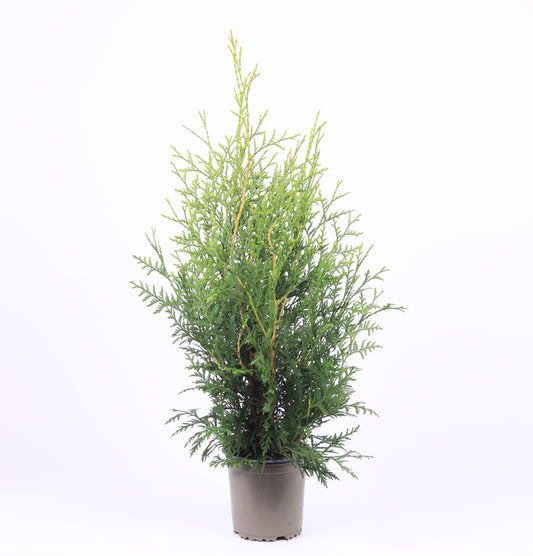 Thuja occidentalis Brabant 50cm 13cm Pot