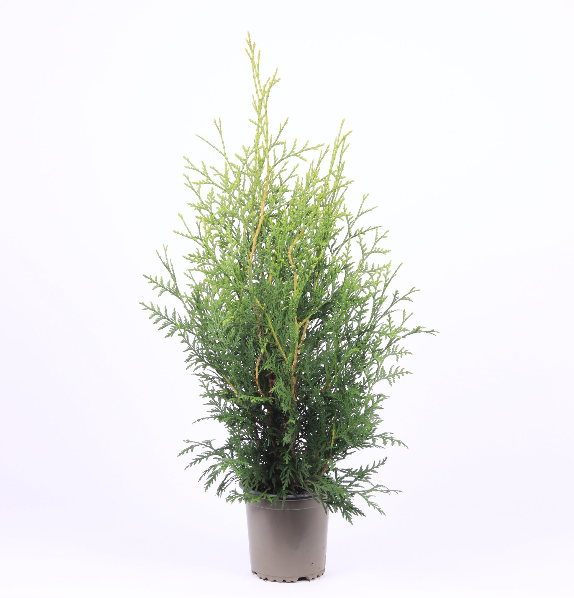 Thuja occidentalis Brabant 50cm 13cm Pot