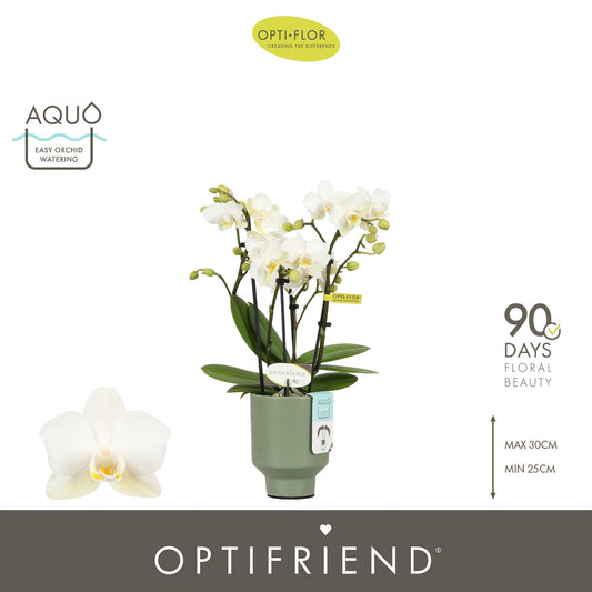 Phalaenopsis multiflora white 25cm 7cm Pot