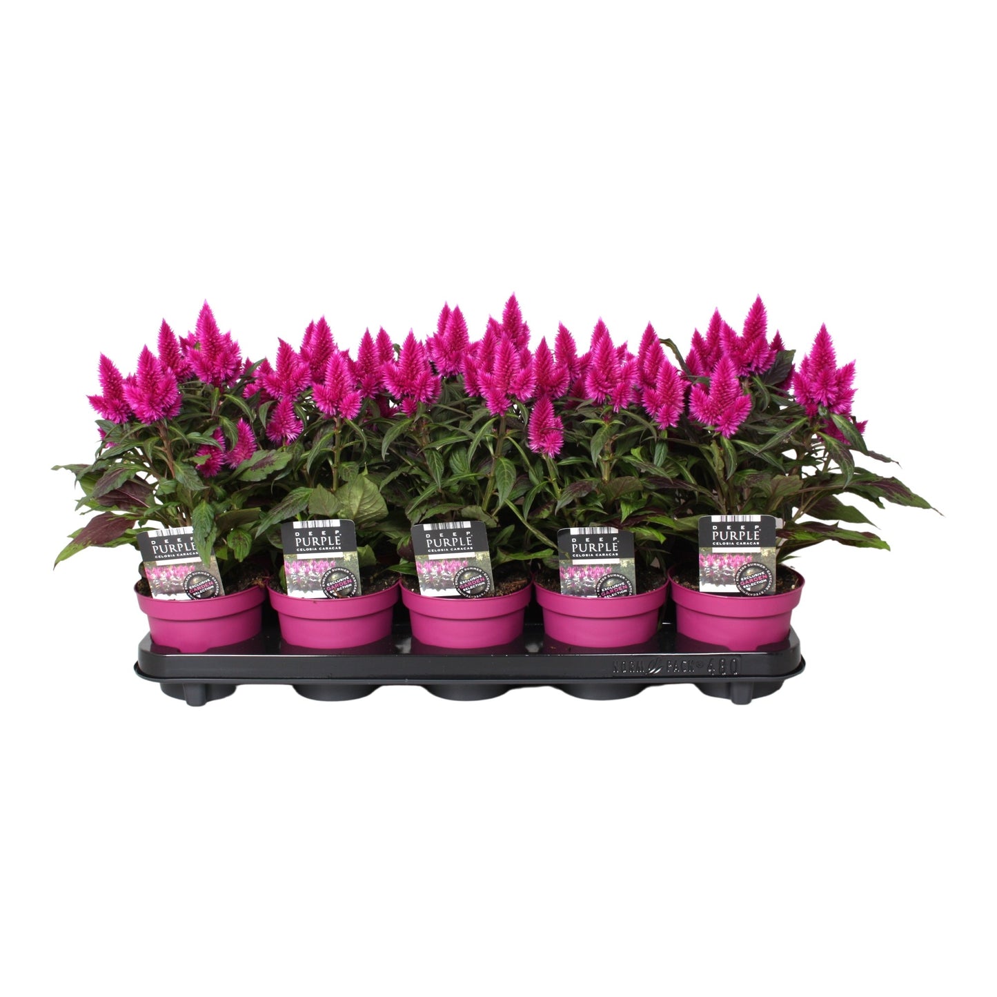 Celosia Deep Purple 28cm 12cm Pot