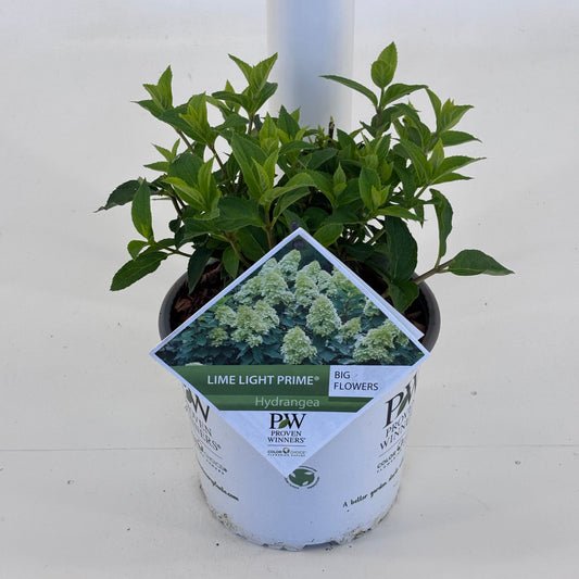 Hydrangea pan. Limelight Prime 25cm 19cm Pot