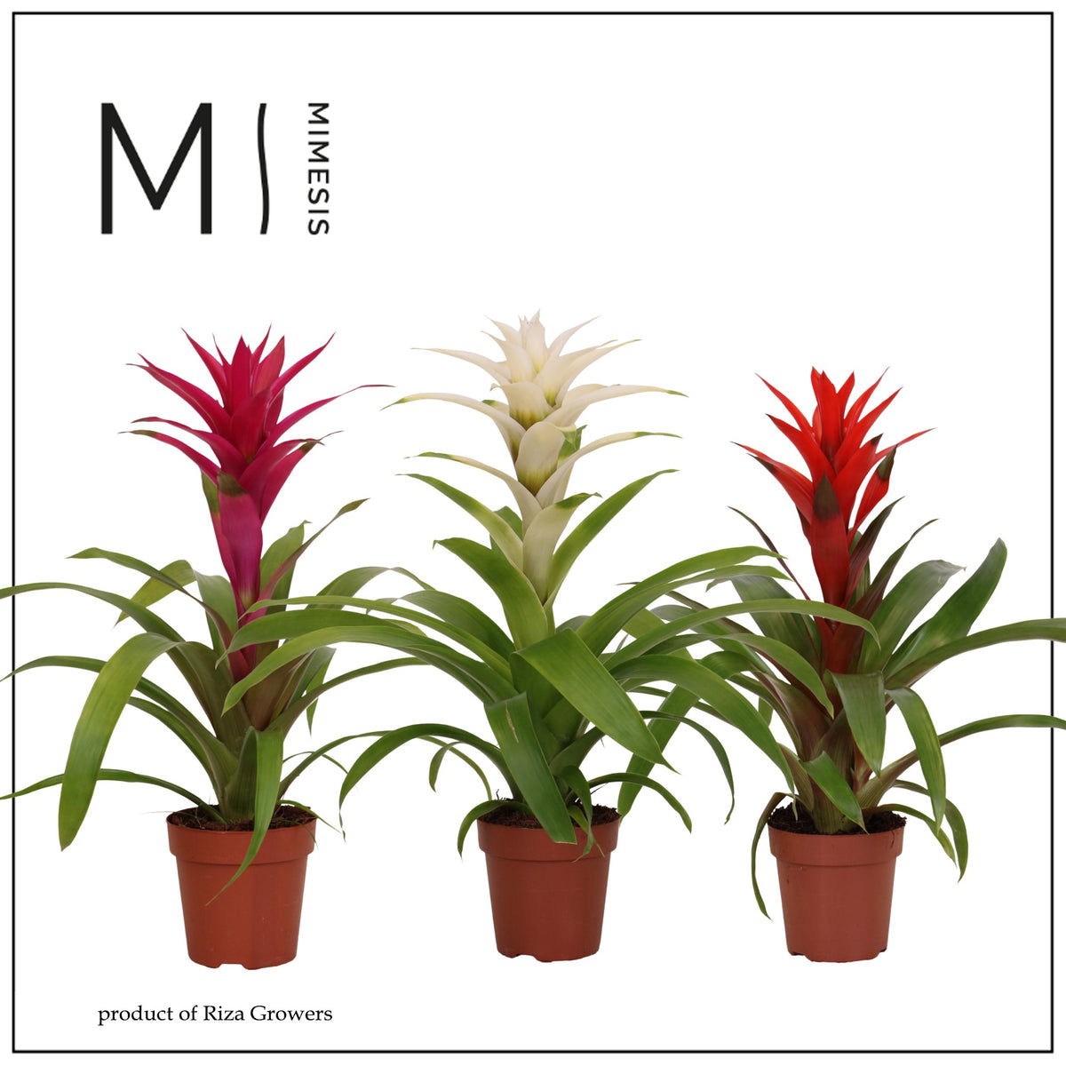 Guzmania mix 45cm 12cm Pot