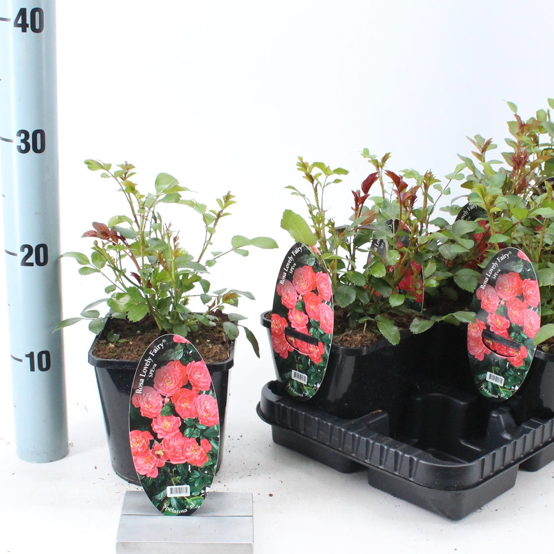 Rosa Lovely Fairy 10cm 14cm Pot