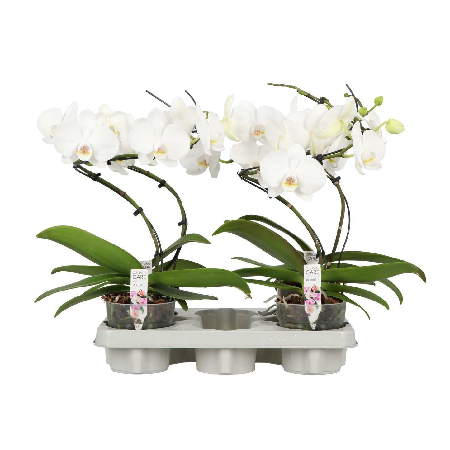 Phalaenopsis white twister 45cm 12cm Pot