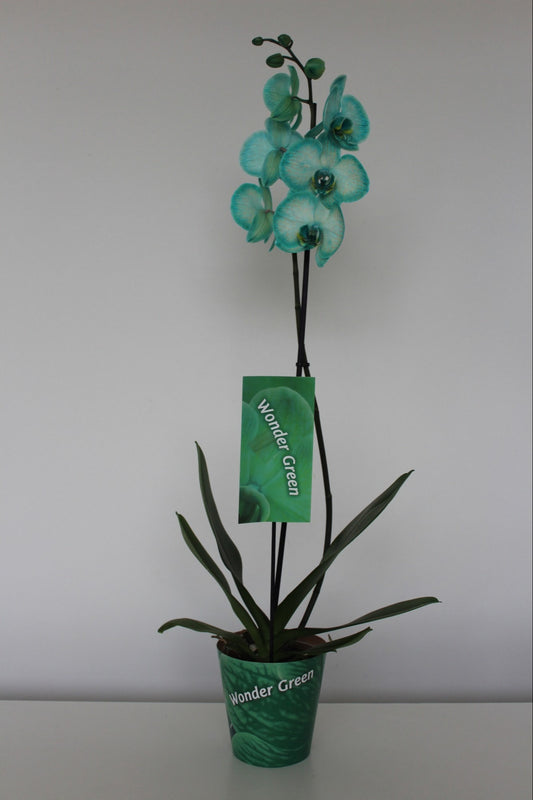 Phalaenopsis Royal green 70cm 12cm Pot