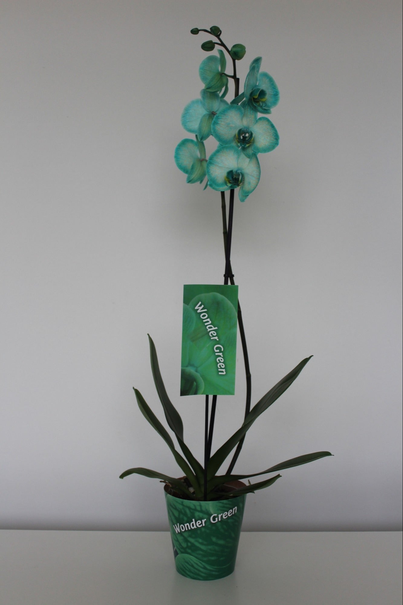 Phalaenopsis Hybrid 70cm 12cm Pot