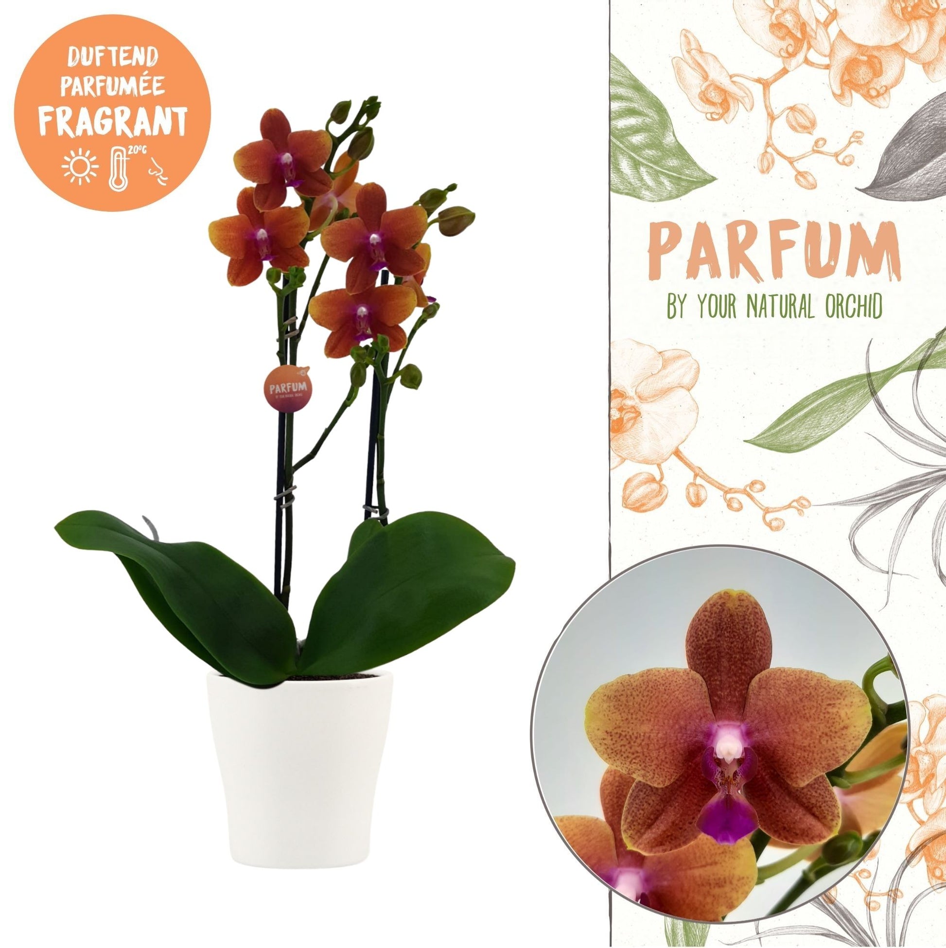 Phalaenopsis mf. Bolgheri 45cm 12cm Pot
