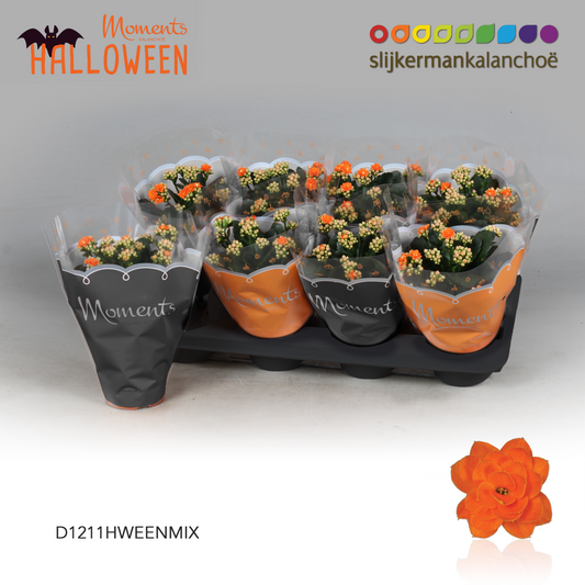 Kalanchoe Sumo Orange 24cm 12cm Pot
