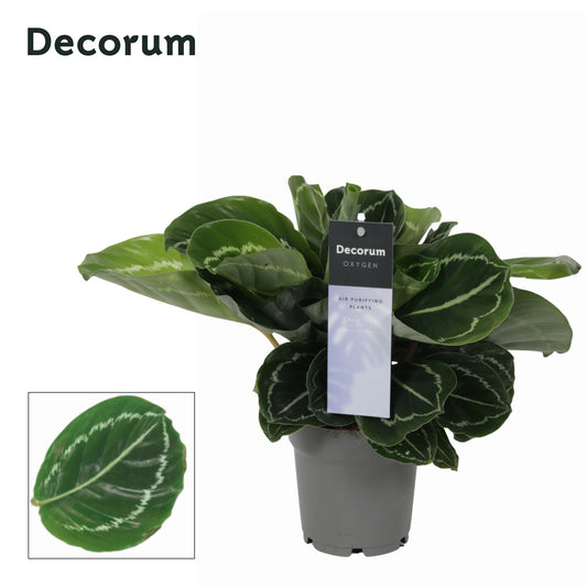 Vreugdenhil Bulbs & Plants Calathea Grimson Green Pack of 10