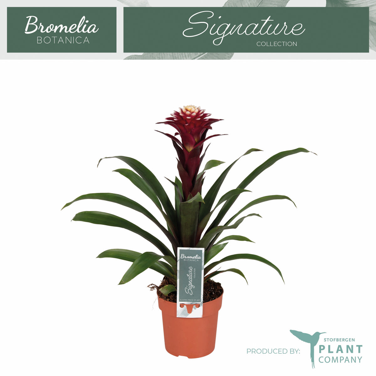 Guzmania Francesca 45cm 12cm Pot