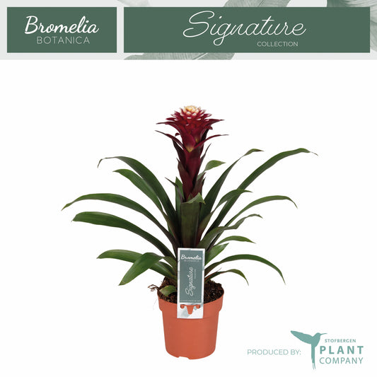 Guzmania Francesca 45cm 12cm Pot